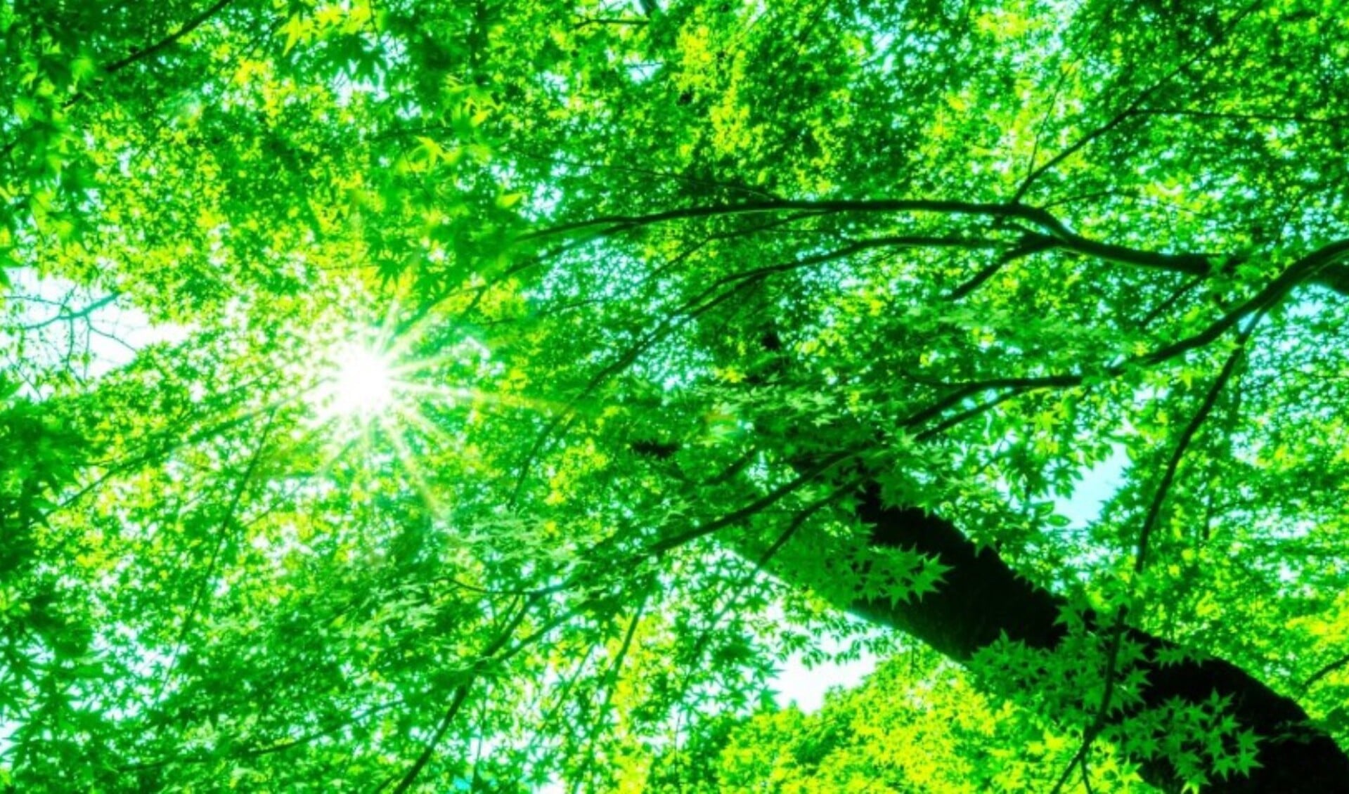 Onder invloed van zonlicht zetten bomen CO2  om in zuurstof.