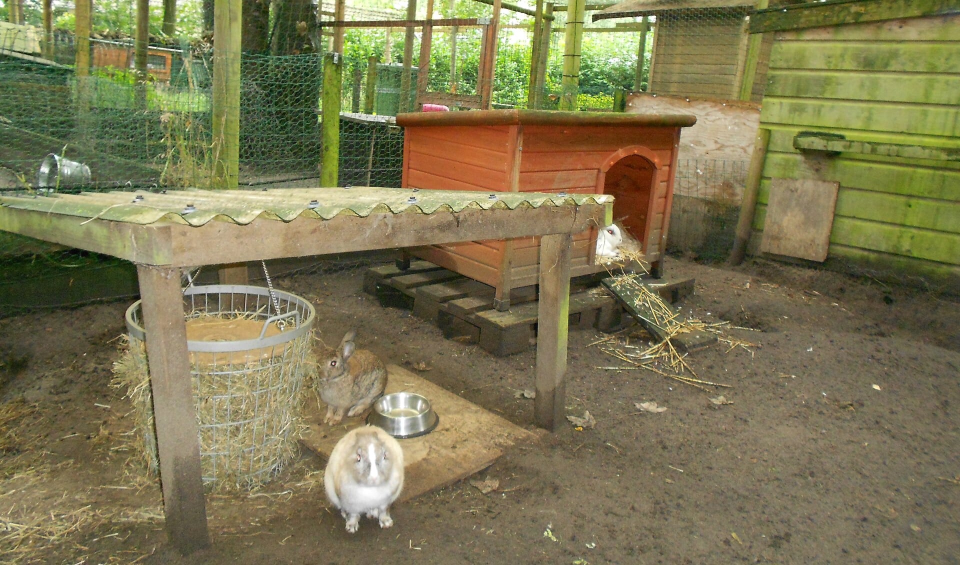 Deze konijnen hebben het goed in hun ruime verblijven. Konijnenopvang Loesje beijvert zich voor dezelfde goede omstandigheden bij uitplaatsing van de konijnen.
