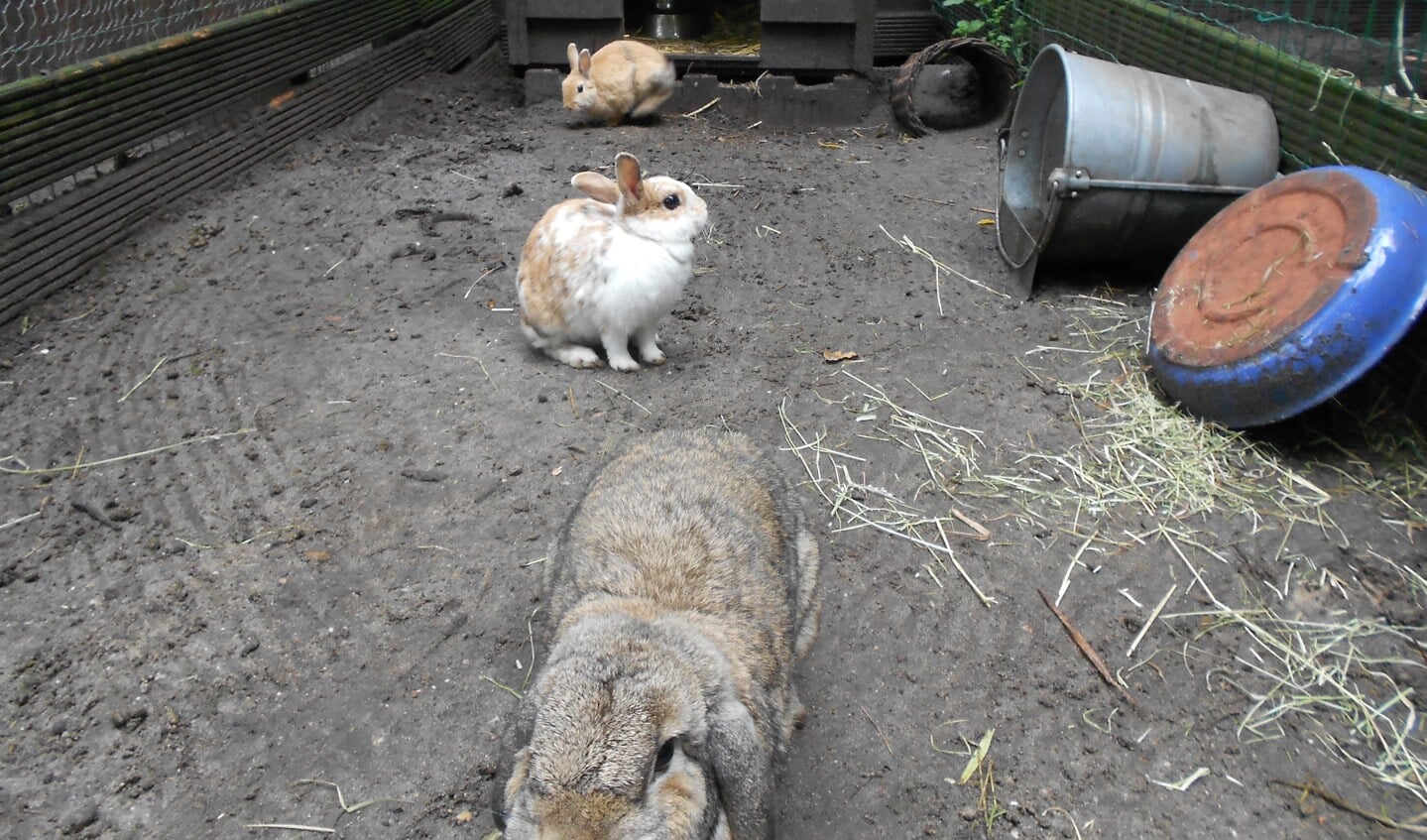 Konijnen hebben graag de ruimte om zich te kunnen bewegen. Daarom stelt Konijnenopvang Loesje eisen aan de onderkomens van de konijnen.