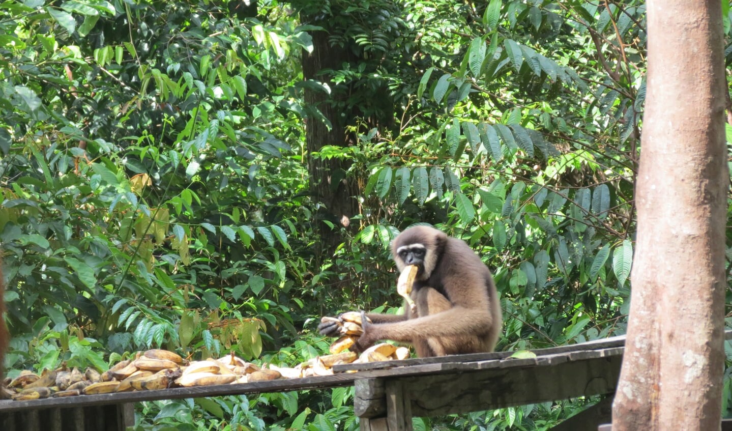 Bij de voederplaats pikt een kleine aap gauw wat bananen voordat de orang-oetans komen.