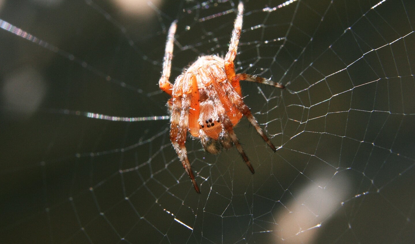 Een spin in de tuin. (foto Rob Moget)