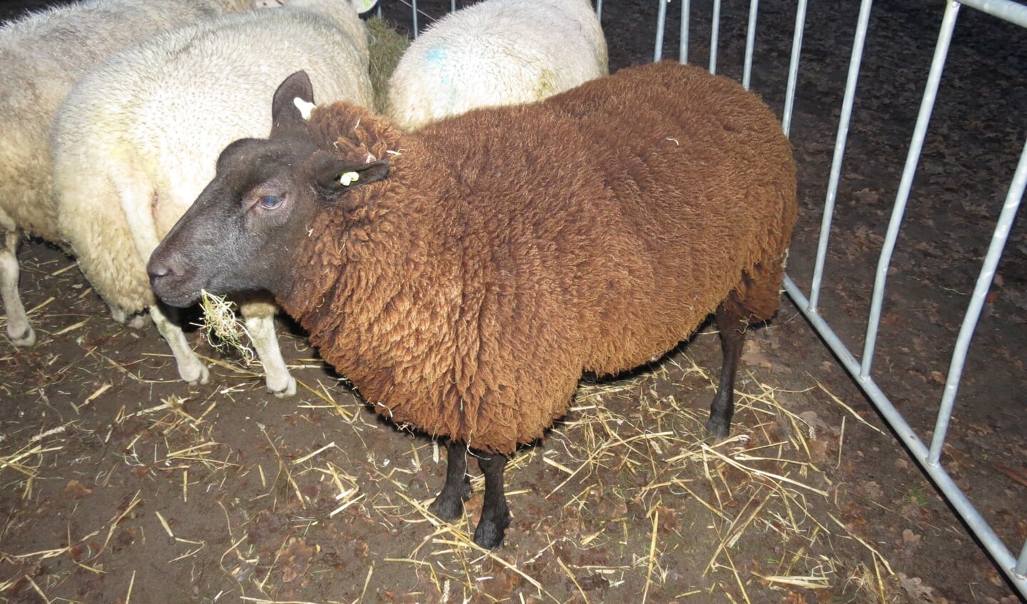 Sfeer verhogende factor: de schapen