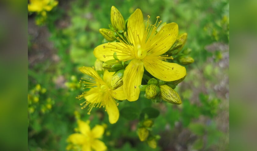 Sint-janskruid (Hypericum perforatum) bloeit rond het Sint-Jansfeest op 24 juni, de tijd dat de zon op zijn hoogst staat.