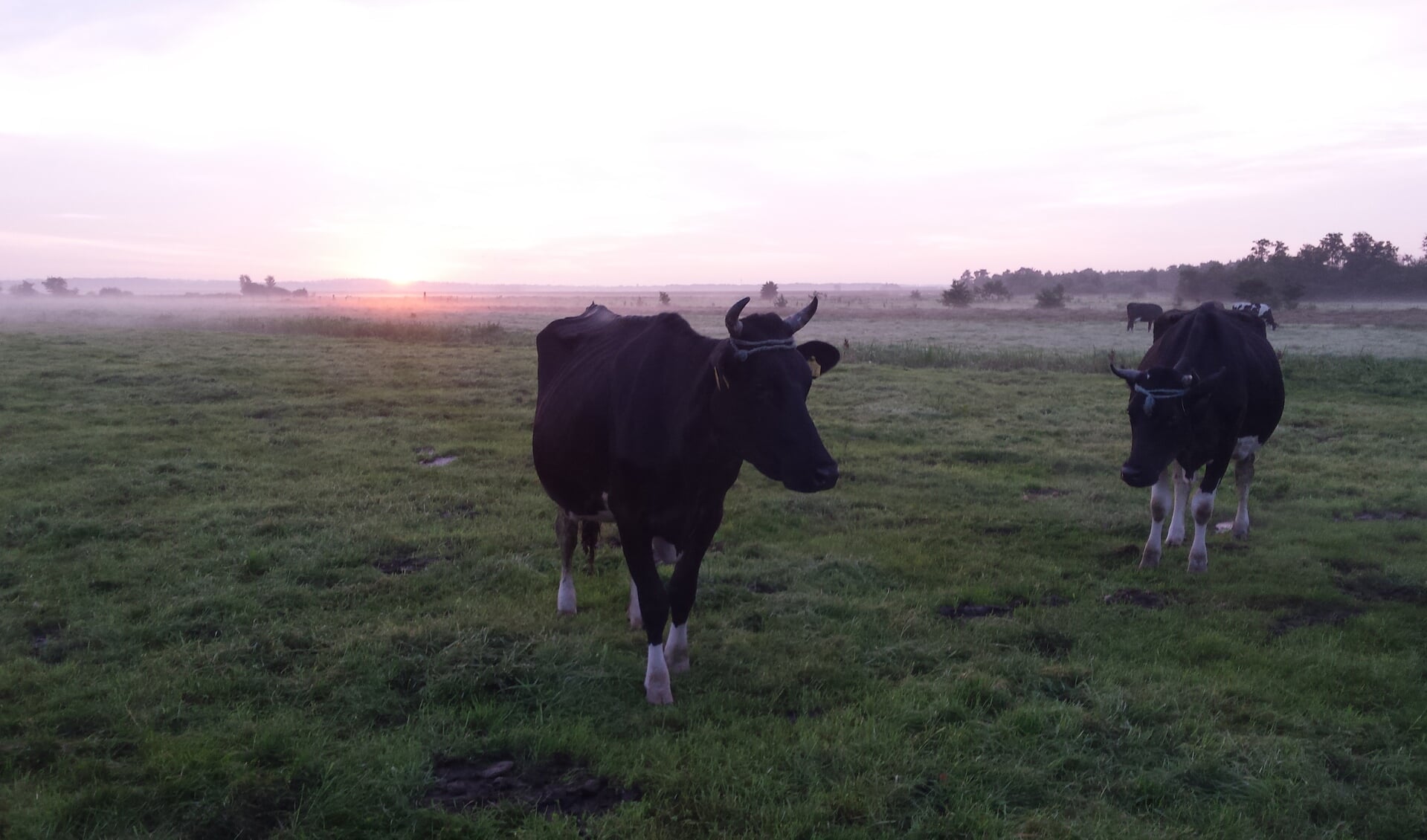 Morgenstond in de polder van Westbroek.