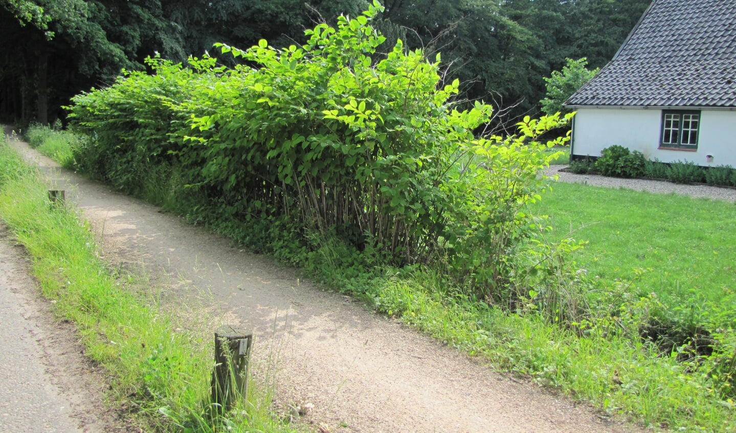 In 2014 staat er een muur Japanse Duizenknoop langs de Eikensteeg. 