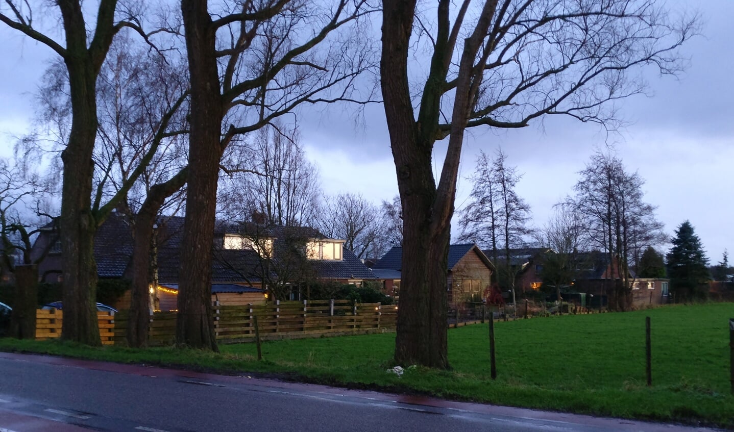 Een aantal van de in totaal 9 bomen langs de Westbroekse Kerkdijk die zullen worden verwijderd en op welke plaats herplanting plaats zal vinden.