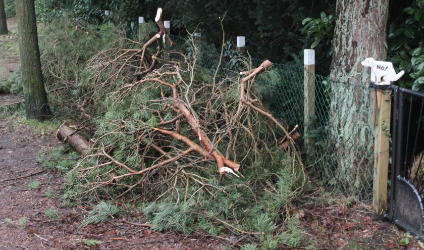 HvdB Yes.jpg Gemeente De Bilt zorgt voor verwijdering van bomen en takken.