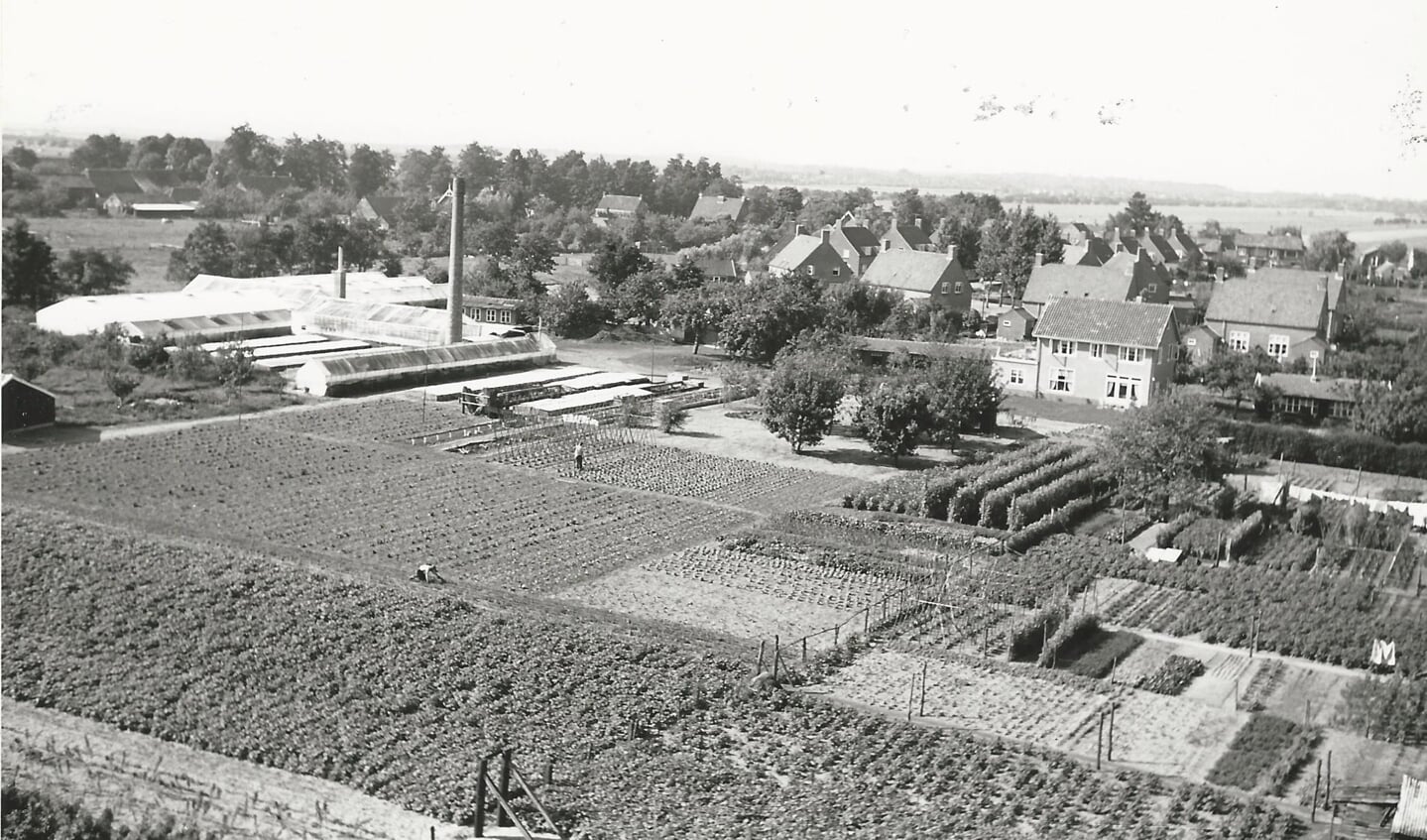 Wim Rijksen was lange tijd werkzaam (en mede-eigenaar) van de voormalige kwekerij Rijksen aan de Molenweg in Maartensdijk.