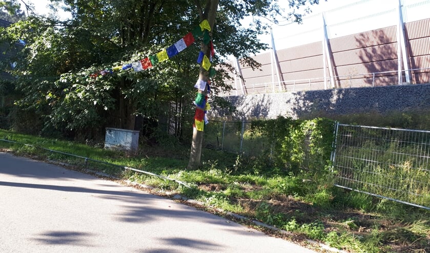 De versierde boom aan de Spoorlaan die eventueel het ‘loodje‘ zou leggen als op deze plek ondergrondse afvalcontainers zouden worden geplaatst.