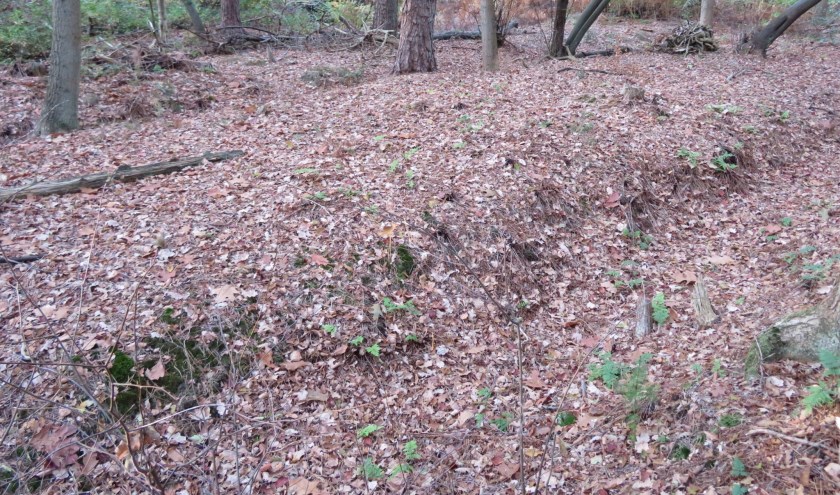 In het zelfde jaar (2014) een rabat op Landgoed Eyckenstein na opschoning (foto Lex van Boetzelaer).