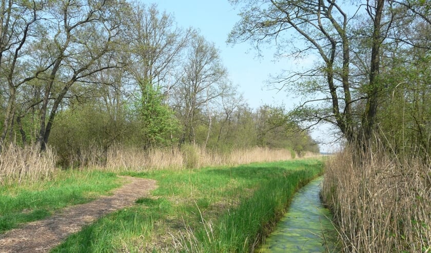 Via het Bert Bospad naar de Westbroekse zodden waar IVN afdeling De Bilt regelmatig wandelingen verzorgt. (foto IVN De Bilt)