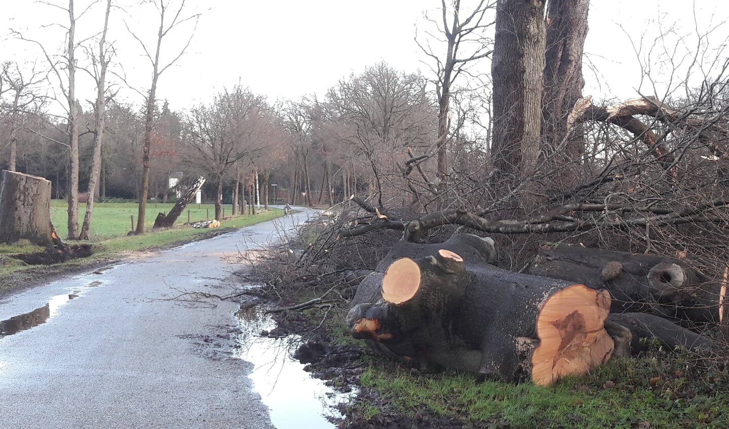 Een storm met windstoten van meer dan 120 kilometer per uur velde op 18 januari veel bomen.