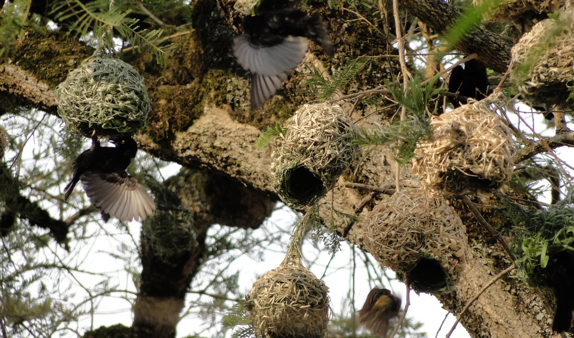  Weefvogels maken deze prachtige nesten helemaal zelf.