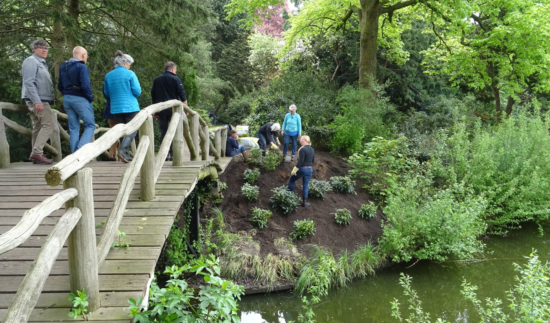 Onder toeziend oog van bestuur en burgemeester zijn vrijwilligers zijn druk bezig met de aanplant van rododendrons bij de bruggetje. 