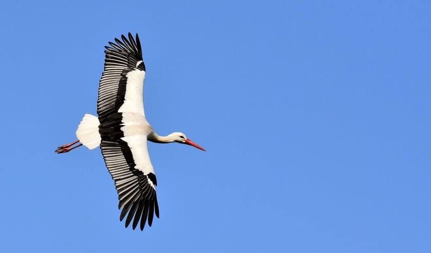 De ooievaar is een jaarrond aanwezige soort in het Noorderpark