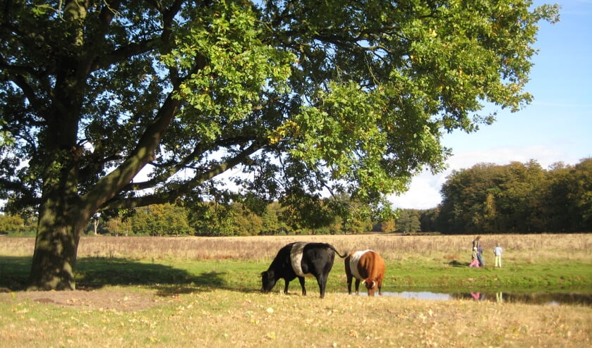 Wandelen over Houdringe geeft een inkijkje in het oude landschap.