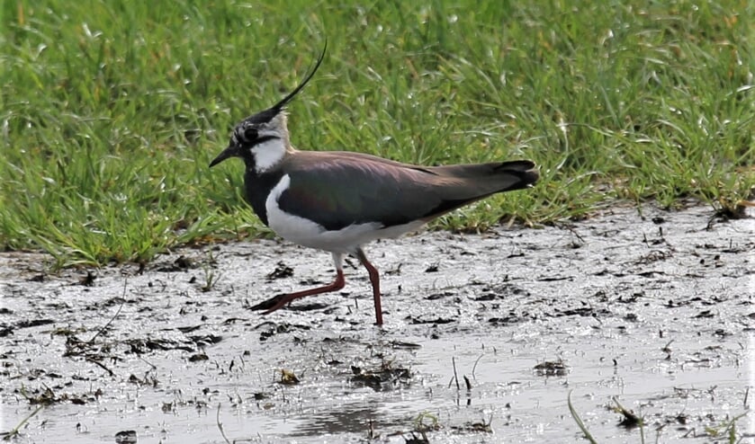 Weidevogels, zoals de kievit, nemen in aantal af.
