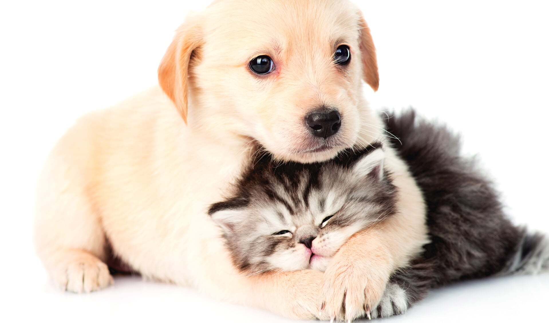 Met het huisdieren ZorgPlan ben je verzekerd van preventieve gezondheidszorg voor je huisdier.