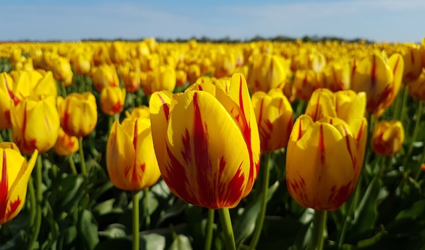 Als het goed is bloeit de speciale bevrijdingstulp Freedom Flame wel volop in mei.
