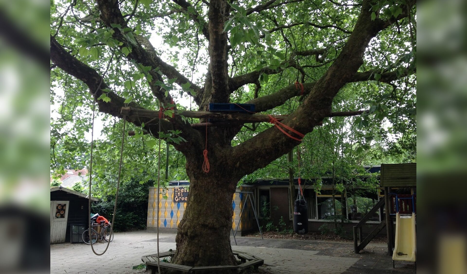  De bedoelde boom komt voor in het 'Totaal overzicht bijzondere bomen van de gemeente De Bilt 2015' als de 'solitaire plataan aan de Groenekanseweg 32'.