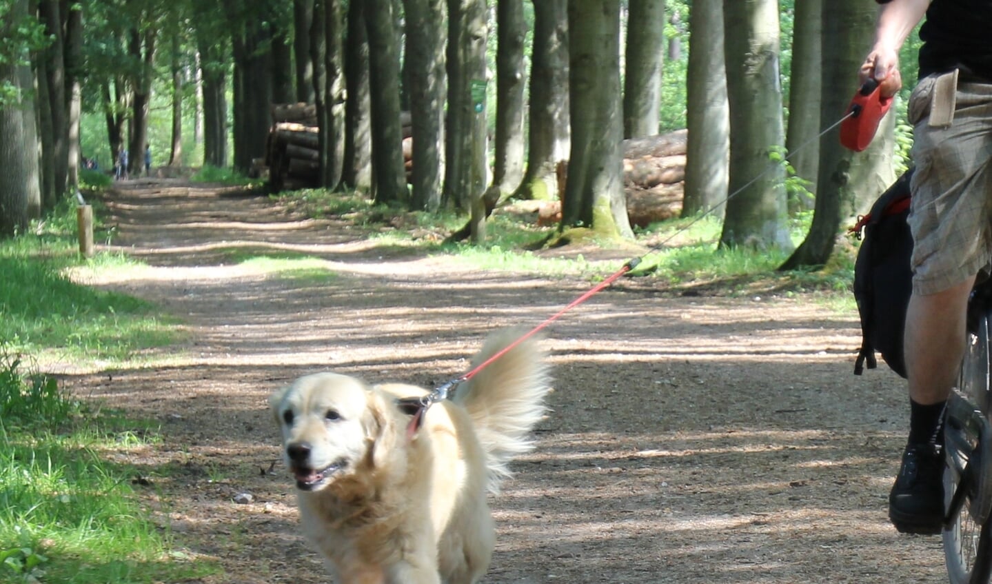 Hond naast de fiets is in België verboden.