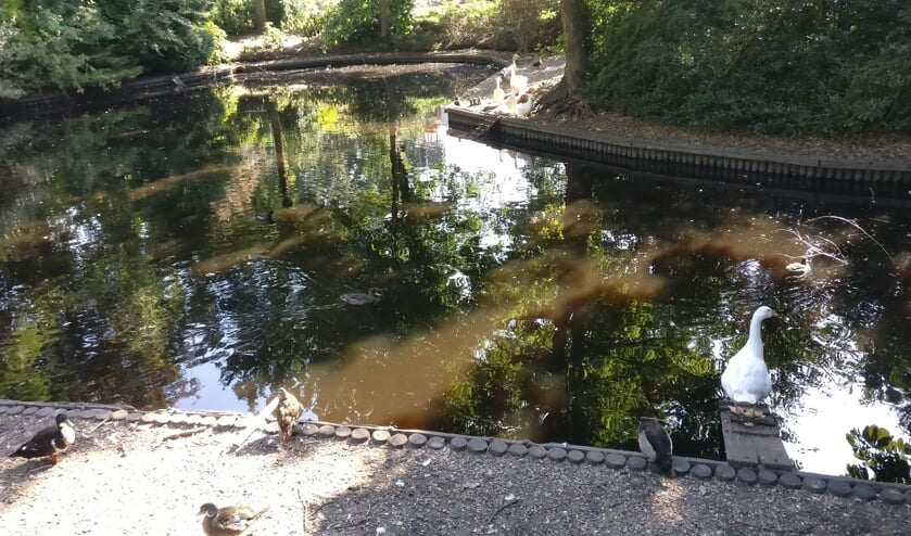 Het waterpeil in de vijver van de dierenweide zakt, maar levert vooralsnog nog voldoende mogelijkheden voor een bad.