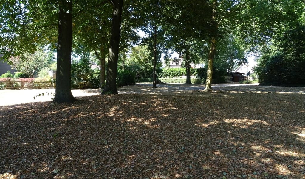 Een tapijt van verdorde bladeren  onder de Lindebomen.