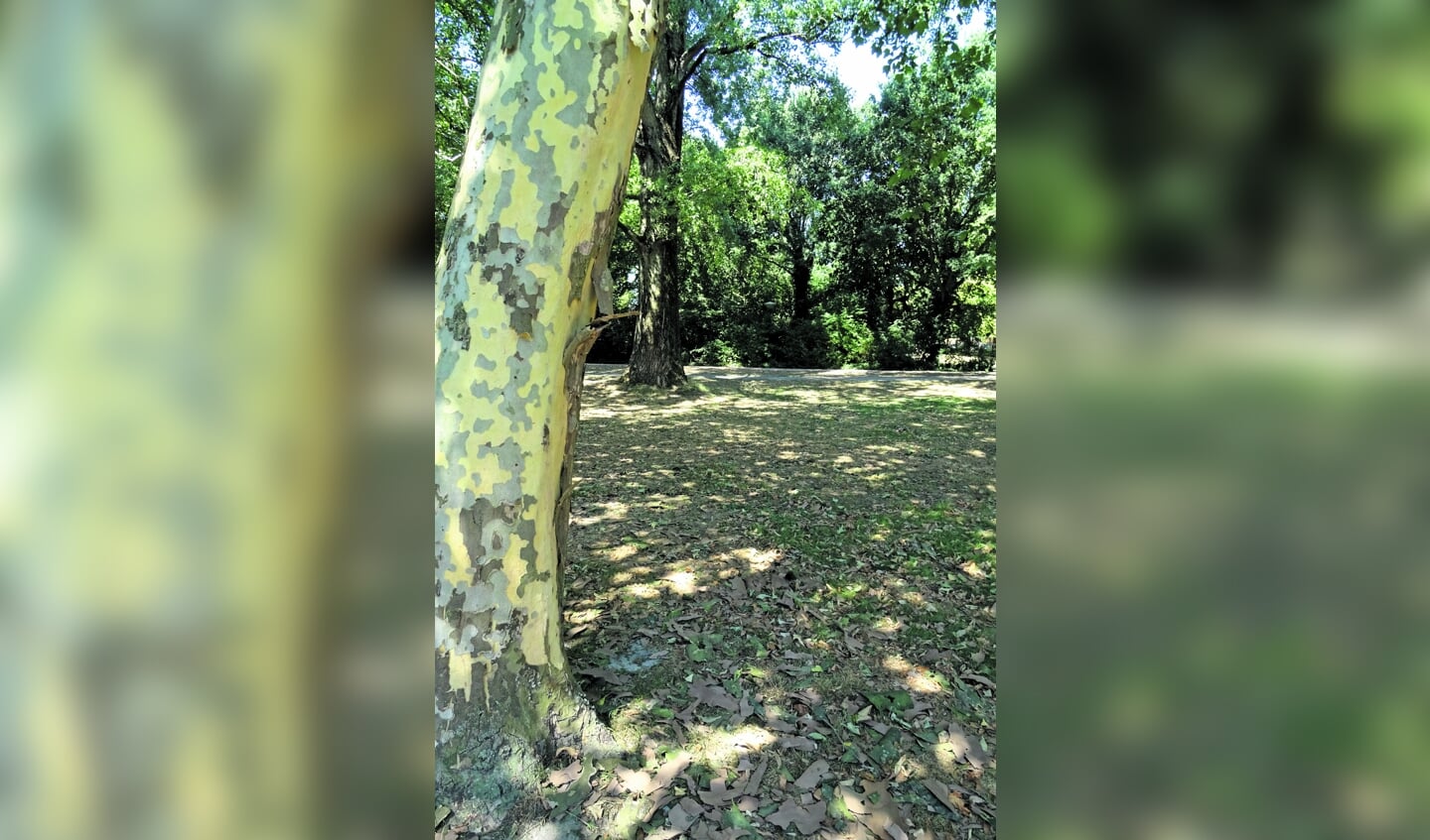 Door de warmte laat de Plataan zijn bast vallen. Het lijkt of de boom ziek is maar het is een overlevingsmechanisme.