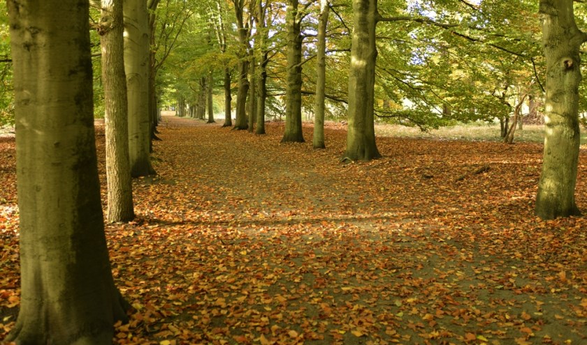 Herfst op Beerschoten.