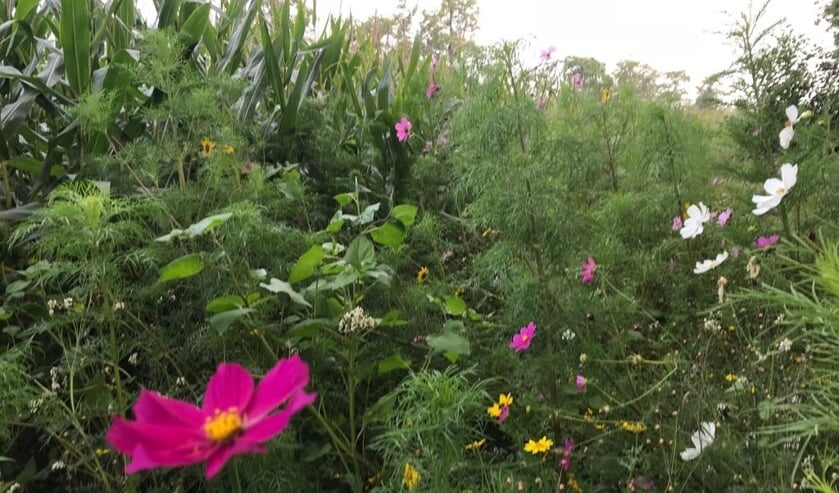 Een lust voor het oog van de vele passanten, grote meerwaarde voor de natuur en paradijs voor de bijen.