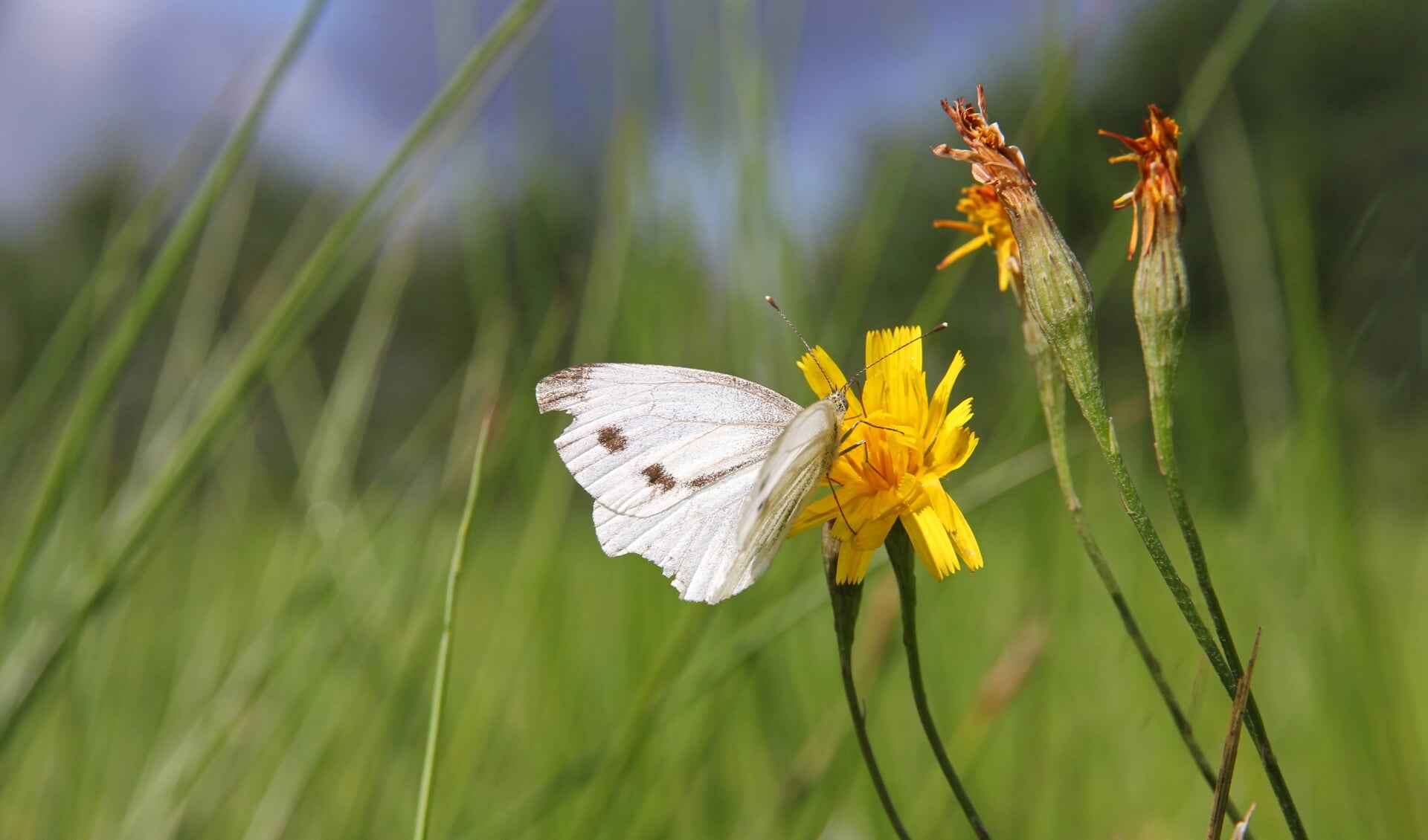 De graslanden vormden een belangrijke nectarbron voor vlinders als het groot koolwitje. 