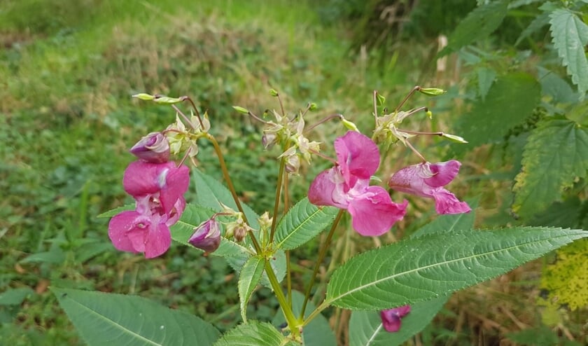 plantensoort reuzenspringbalsemien