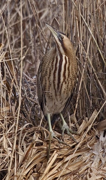De roerdomp is een opvallende nieuwkomer in het gebied. (foto Natuurmonumenten – Harry Nagel)