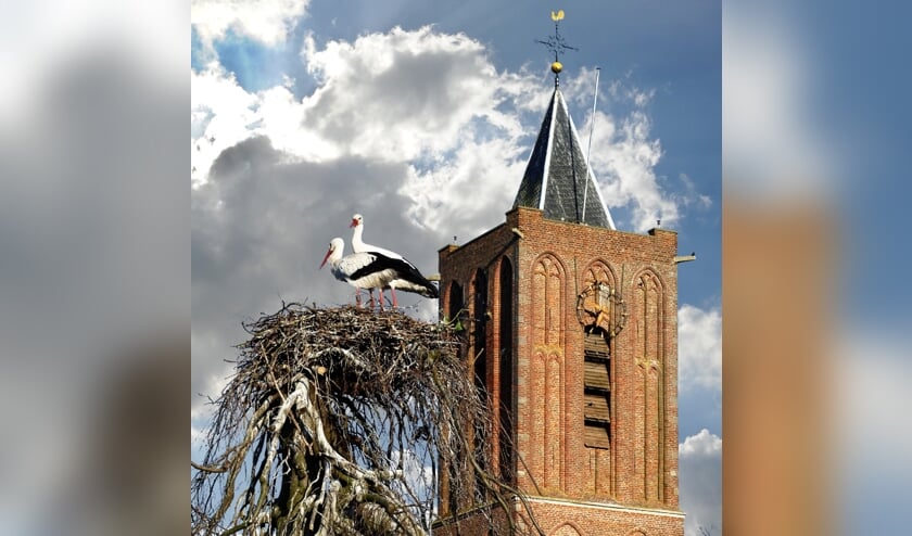 Ooievaars in Westbroek