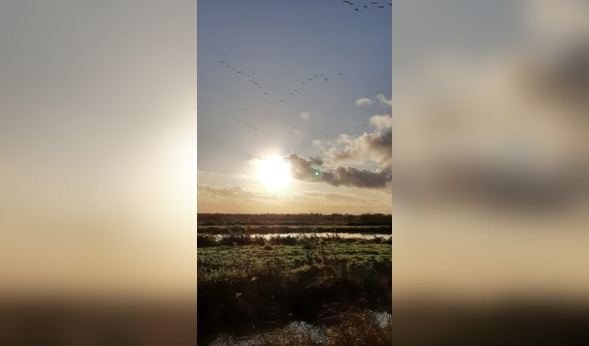 In haiku: Hemelwater-schoon Ontwaakt het polderleven Een gouden morgen