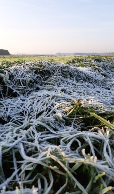 In haiku: Graskuil in de herfst Zoet gemaaid in de middag Rijpt in de morgen