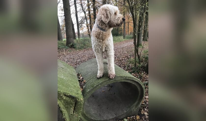 Hulphonden verblijven eerst ca. 1 jaar in een gastgezin om te socialiseren.