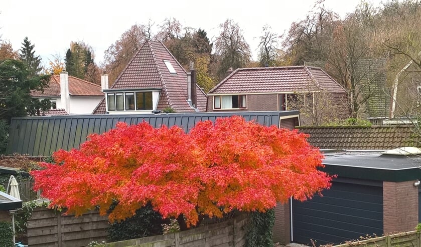 Herfst in mijn eigen tuin