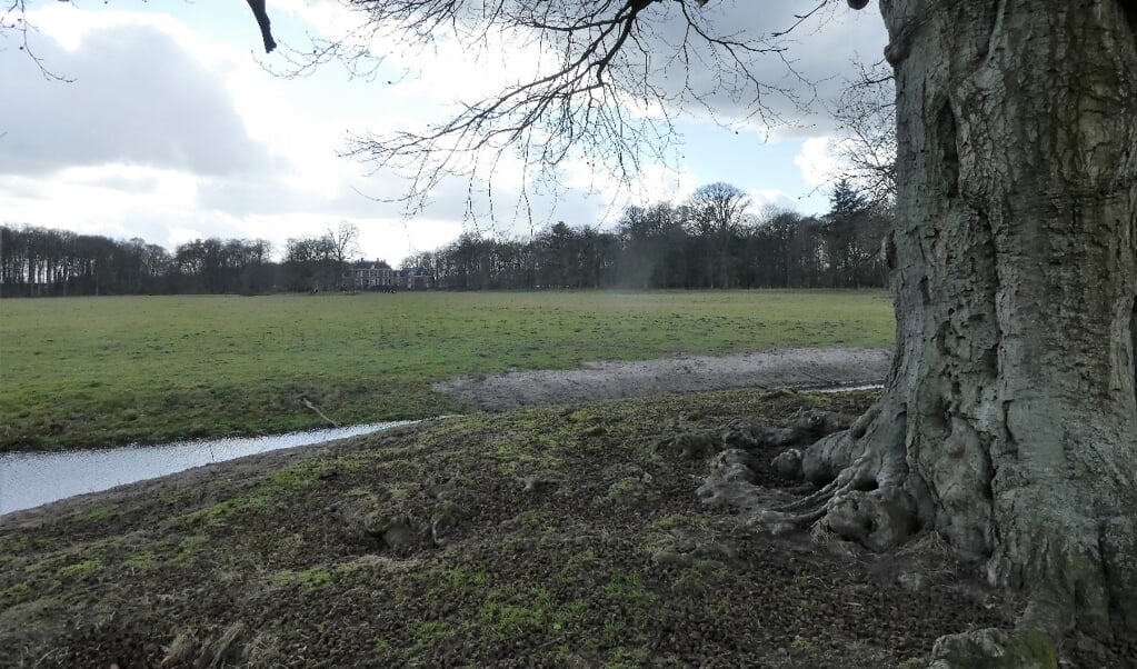 Zicht op Houdringe, met op de voorgrond de eeuwenoude beuk; ook bekend als 'De kabouterboom'.