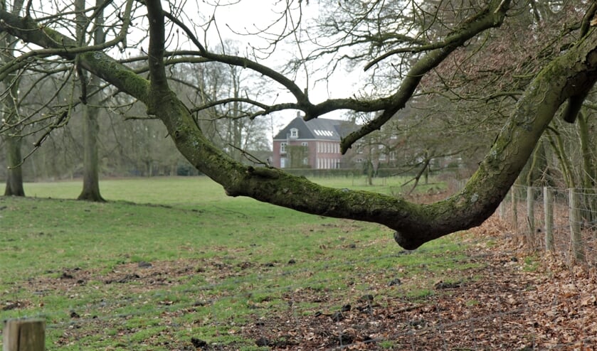 'Doorknikkende' takken van de witte paardenkastanje met doorkijk naar huize Houdringe. (foto Wim Westland)