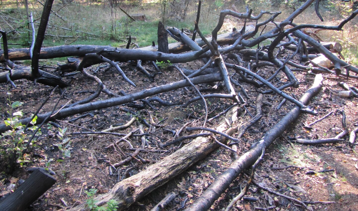 De gevolgen van illegaal vuur stoken in het bos van Eyckenstein (eerder) zijn goed zichtbaar (foto Lex van Boetzelaer).
