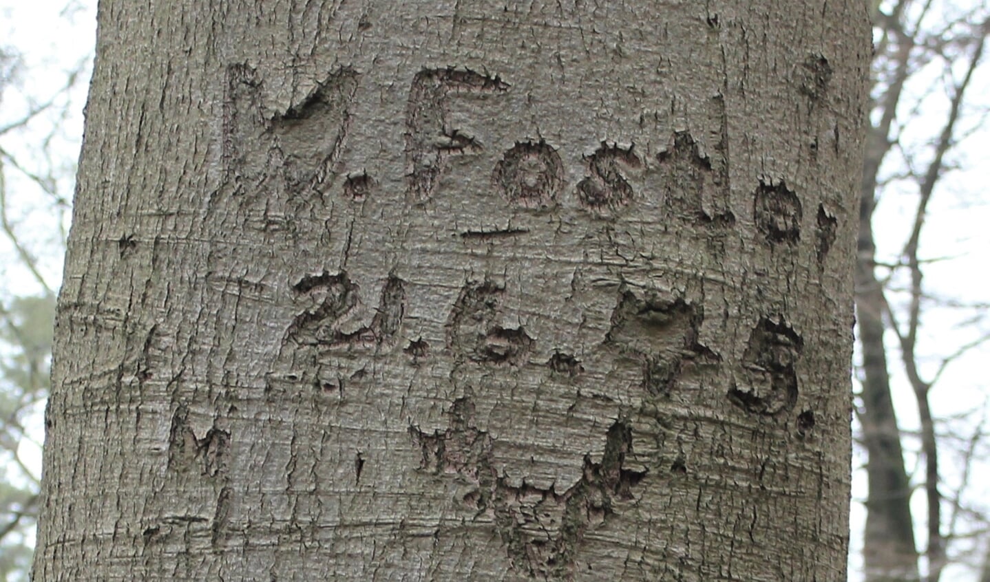 Twee dagen na aankomst op Eyckenstein heeft de Canadese soldaat zijn naam (W. Foster) in een beukenboom gekerfd. 
