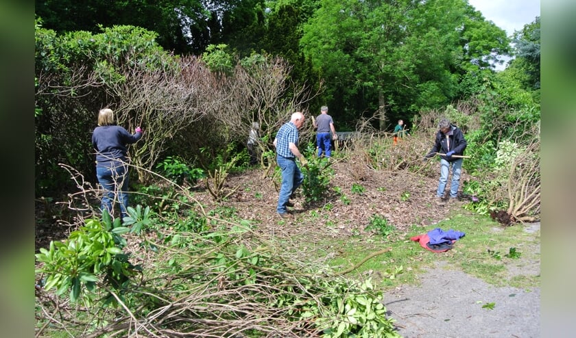 Precies een jaar geleden gaven vrijwilligers de rododendrons een flinke snoeibeurt. (foto Frans Poot)