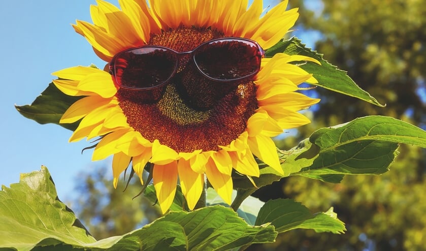 Tijdens de zomermaanden organiseert Mens De Bilt weer vele cursussen en trainingen voor de thuisblijvers
