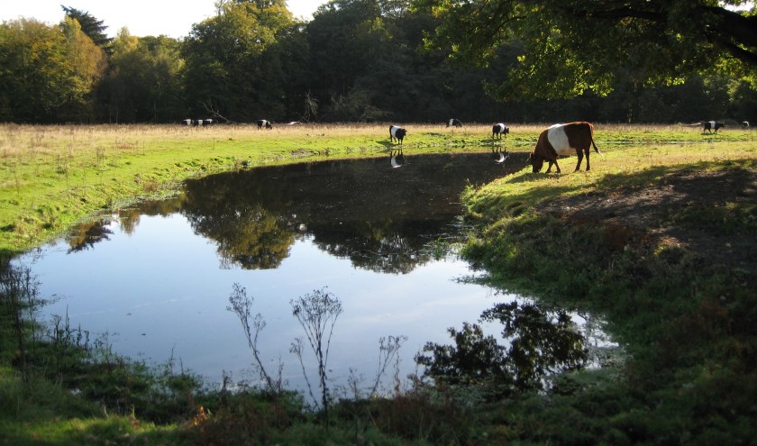 Geniet van het prachtige landschap op Houdringe.