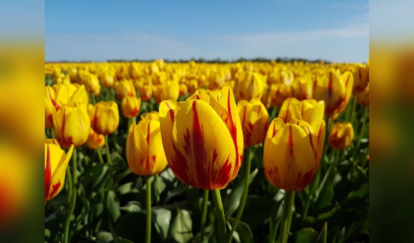 In mei zullen in het hele land deze speciale vrijdheidstulpen 'Freedom Flame' bloeien. (foto Maveridge.com)