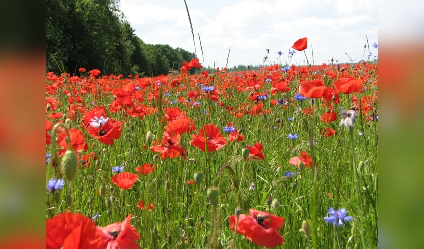 Biodiversiteit zorgt voor frisse lucht, schoon water en bestoven gewassen.