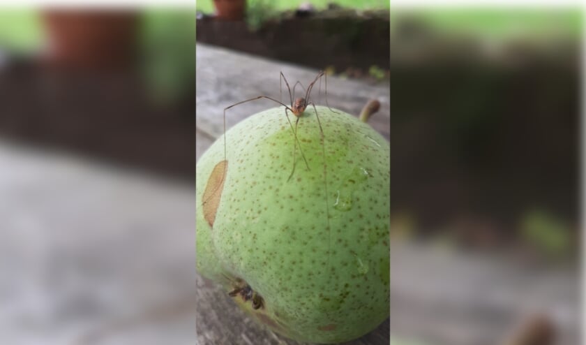 In haiku:
Rijpe peren oogst
Lokt hooiwagens in de boom
Natuur op stelten