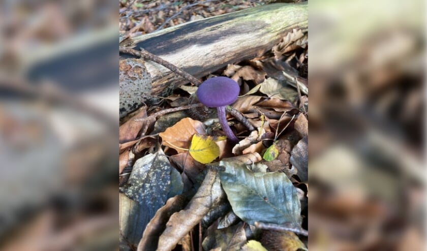 <p>Deze fraaie (paarse) paddenstoel, gespot op Beerschoten, is een Amethistzwam.</p>
