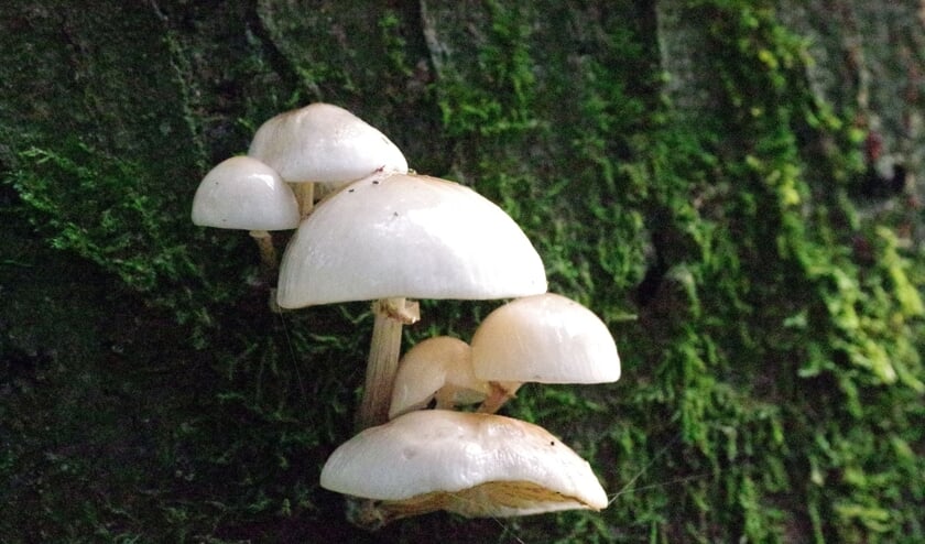 <p>Parasolzwam. (foto Eugène Jansen)</p>